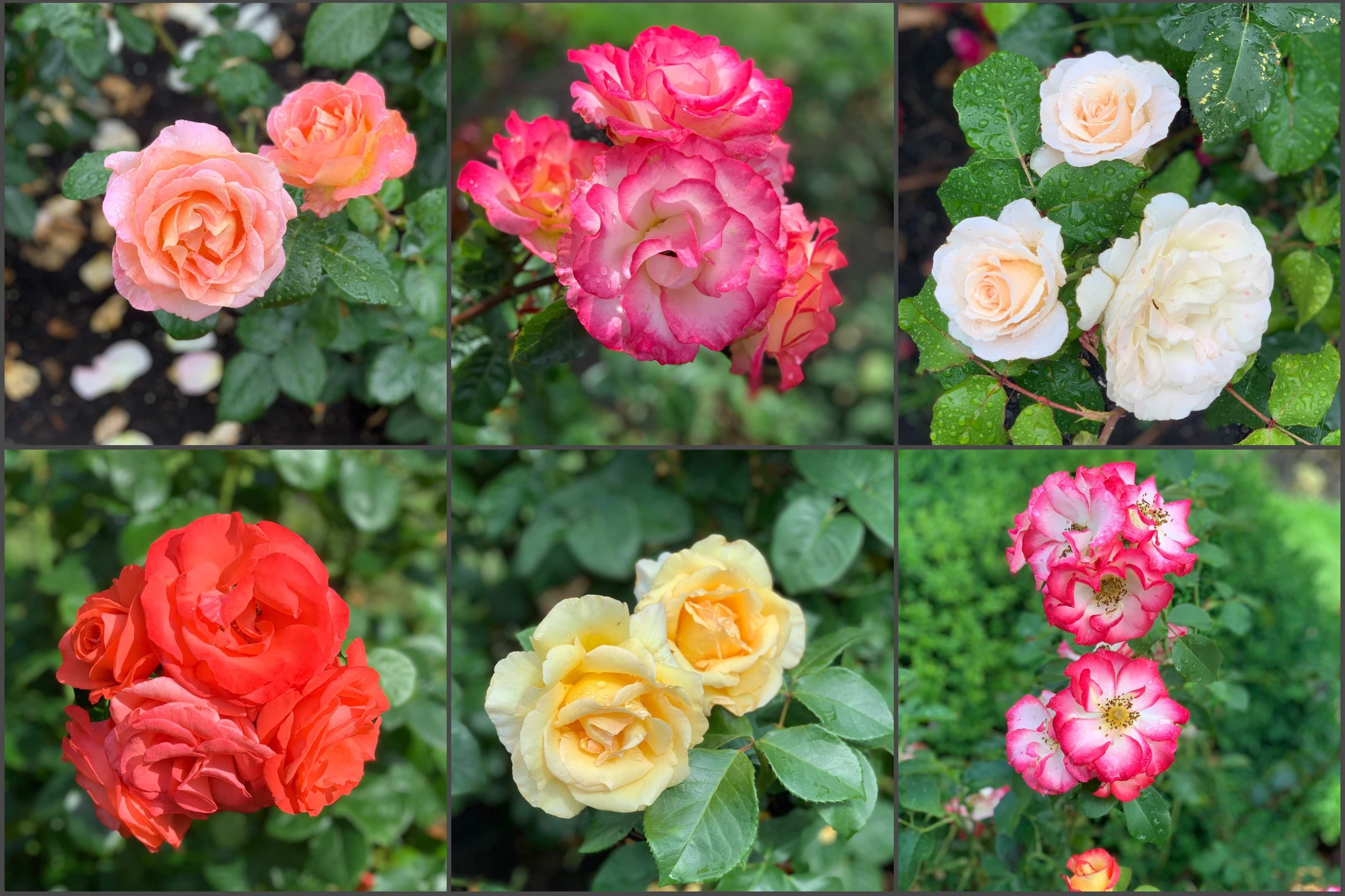 Best of Portland City Morning Tour 