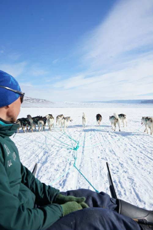 DOGSLEDDING TO THE GLACIER IN ILULISSAT - DAYTOUR