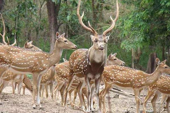 Skip The Line : Nahargarh Biological Park Tour, Jaipur