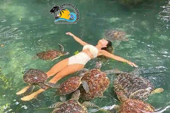 Zanzibar Swim, Snorkel & Feed Turtles at Baraka Aquarium