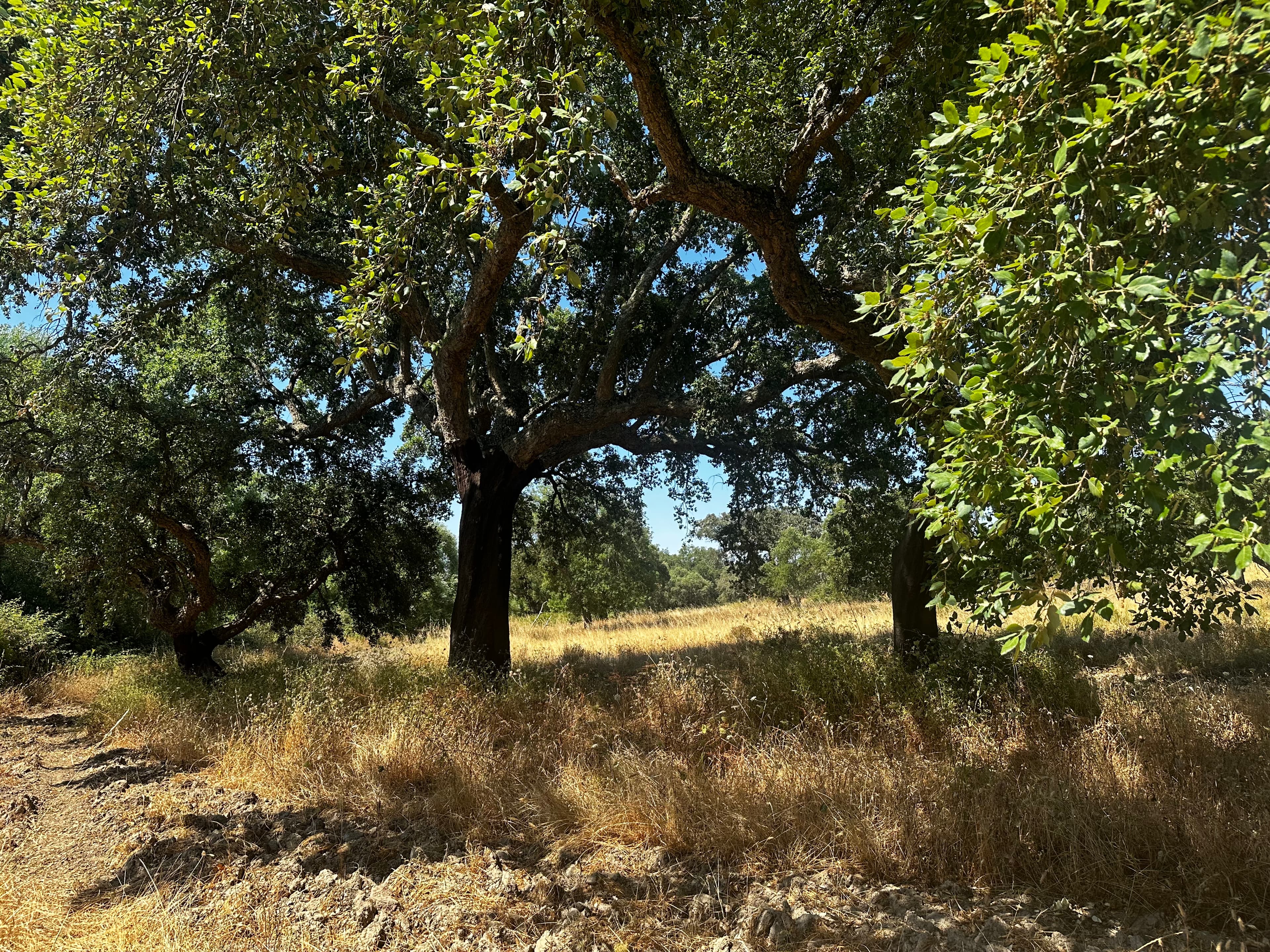 Montemor-o-Novo or Évora: One-Day Tour of Megaliths