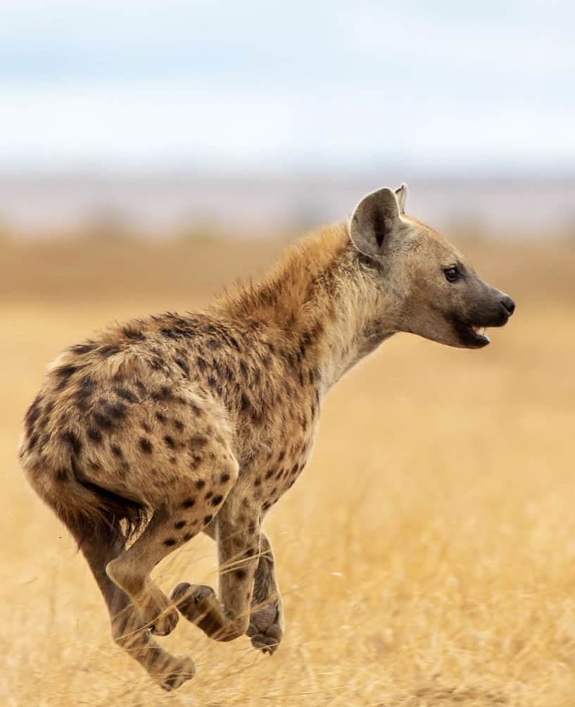 8 Days Midrange Luxury Safari