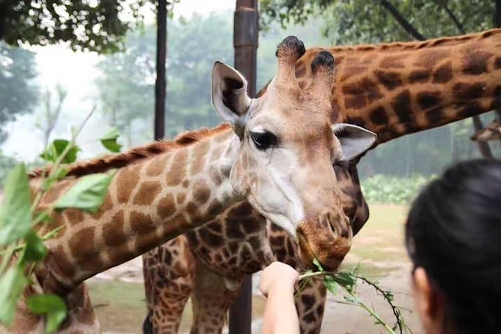 Private Day Tour to Chimelong Safari and Circus Show in Guangzhou