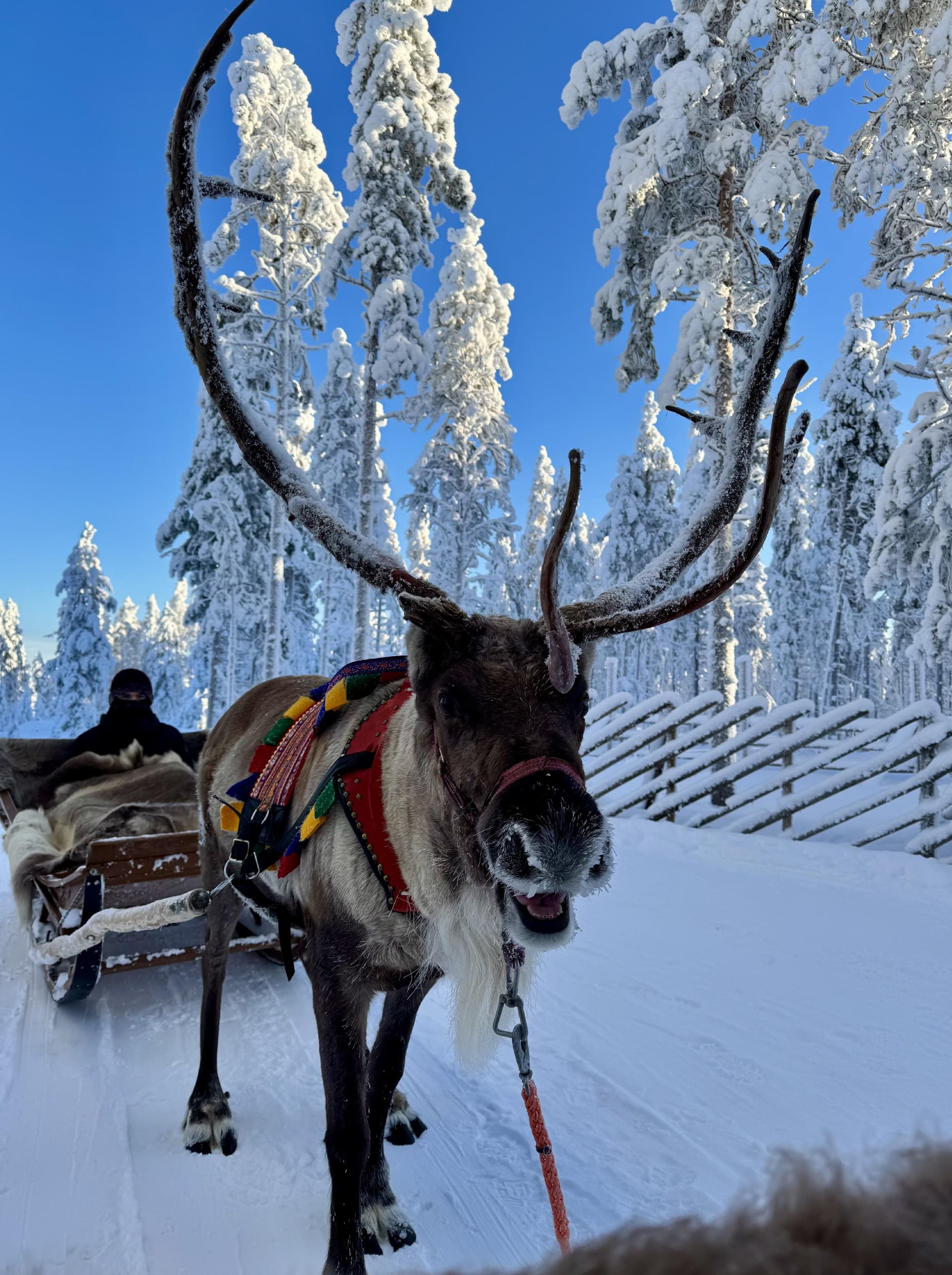 Snowy Forest Reindeer Ride in Rovaniemi