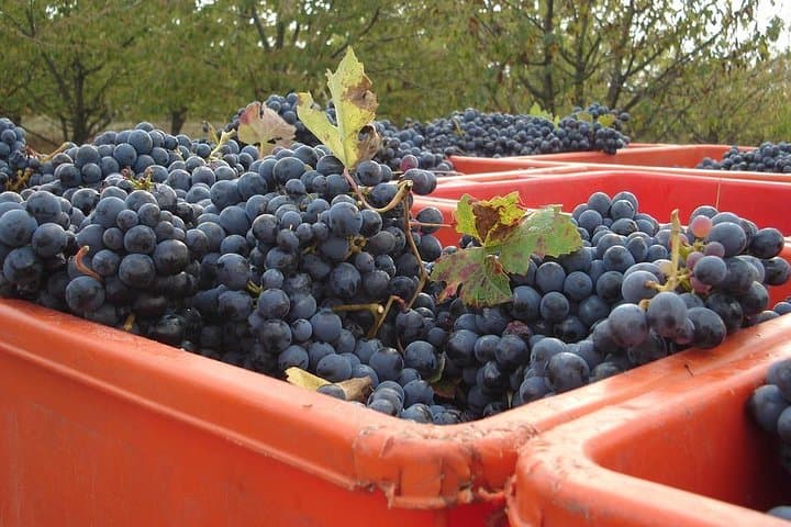 Wine Experience in the Parma Hills