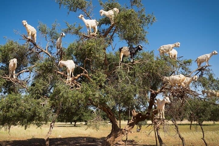 Essaouira Private Day Trip