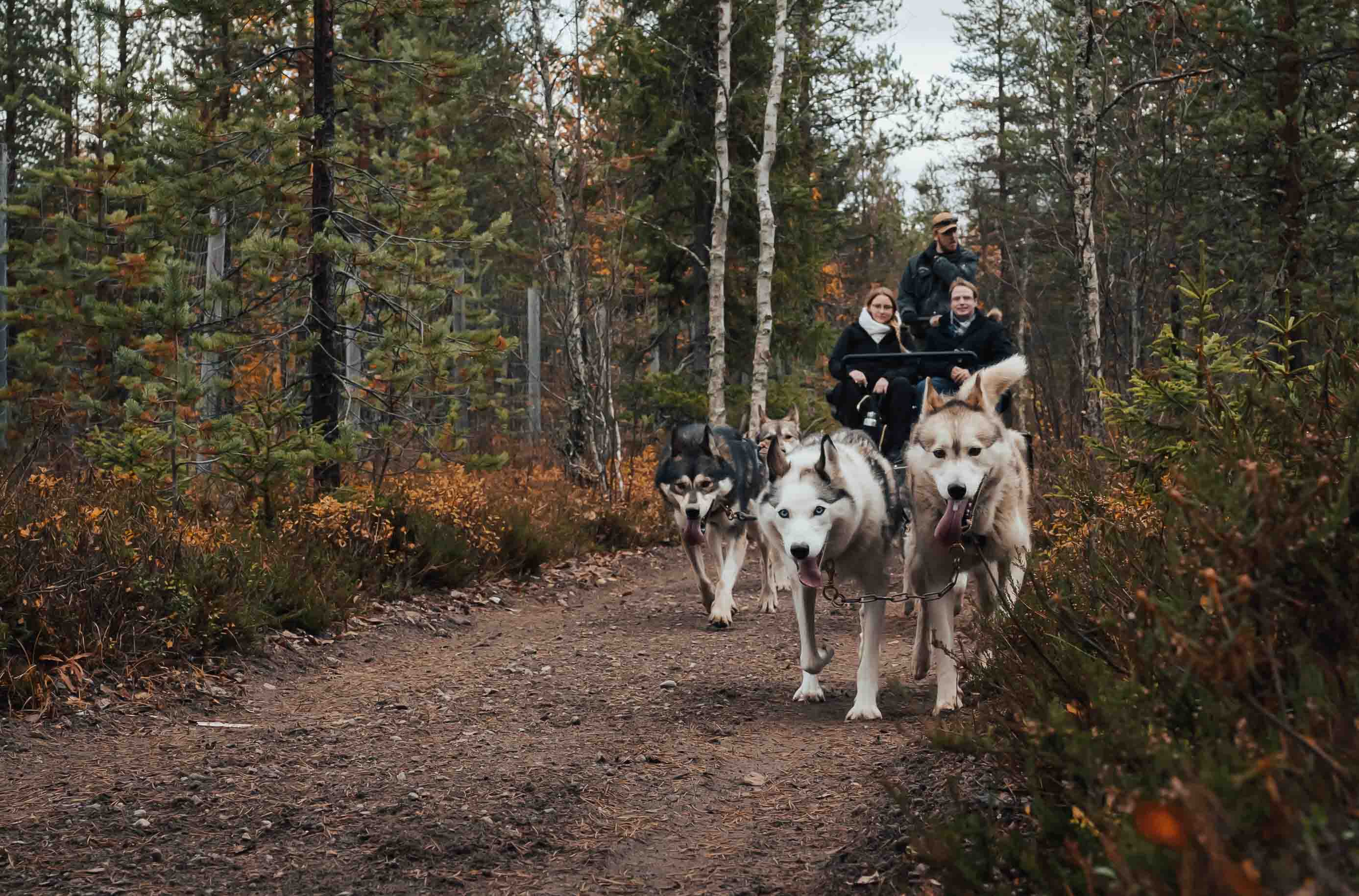   Pure Amazing Autumn Husky Safari (Small-Group)