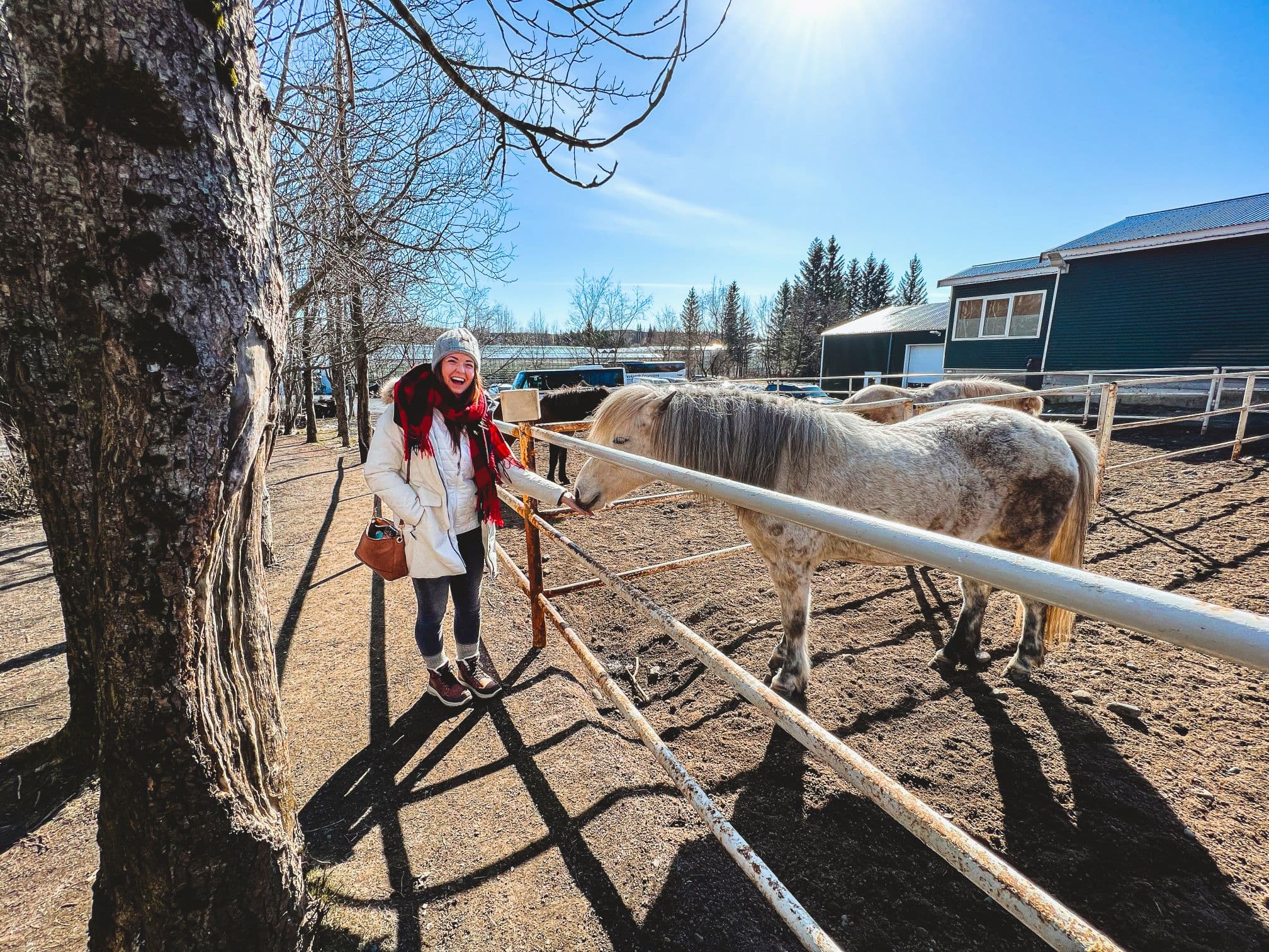 Golden Circle, Friðheimar & Sky Lagoon - with photos