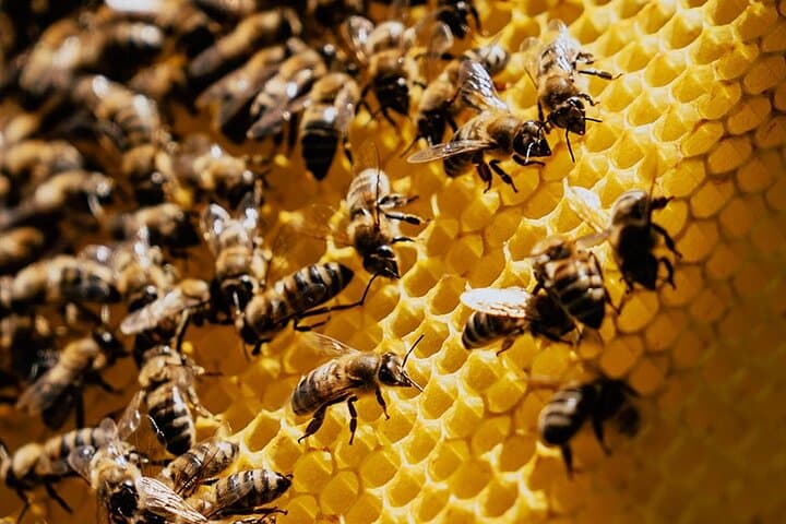 Jeep Safari True Crete Melidoni Cave, Secrets of Honey, Olive Oil