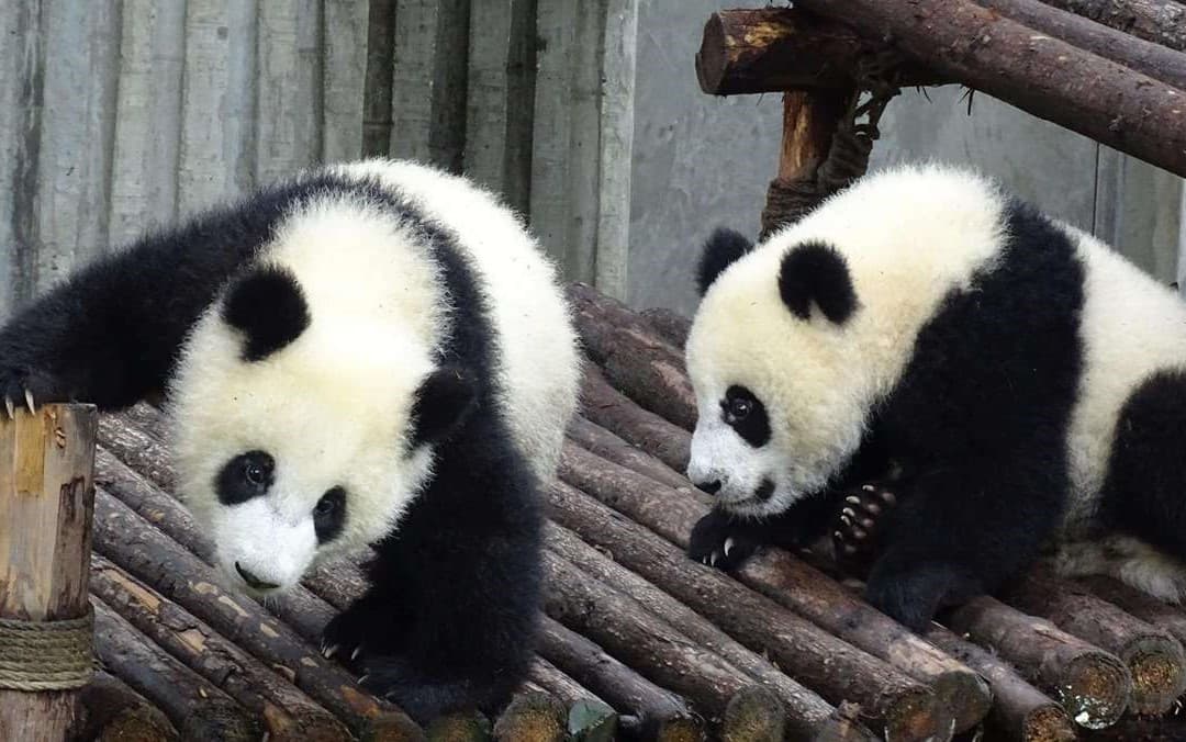 Full-Day Private Tour of Chengdu and Panda Base with Lunch