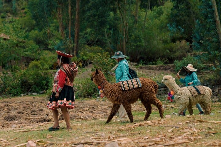 Alpaca Walk & Natural Dye Tour: A Memorable Full Day Experience