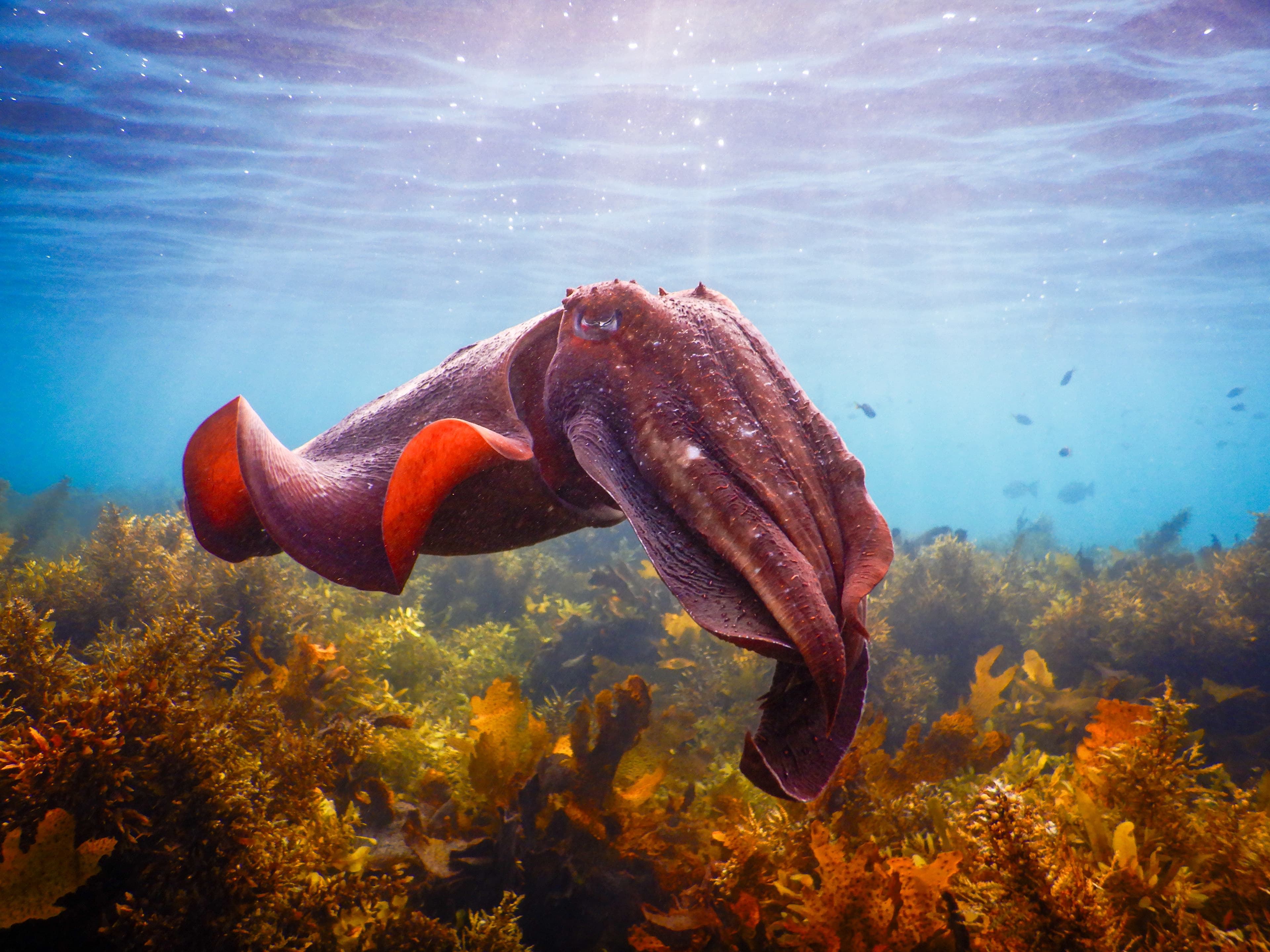 Snorkel Sydney’s Stunning Marine Reserve on a Private Tour