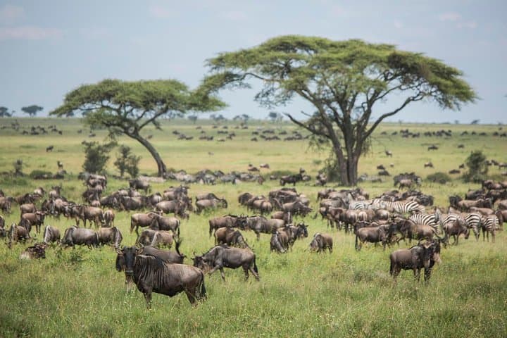 4 DAYS GROUP JOINING BUDGET SAFARI TO MAASAI MARA ONLY