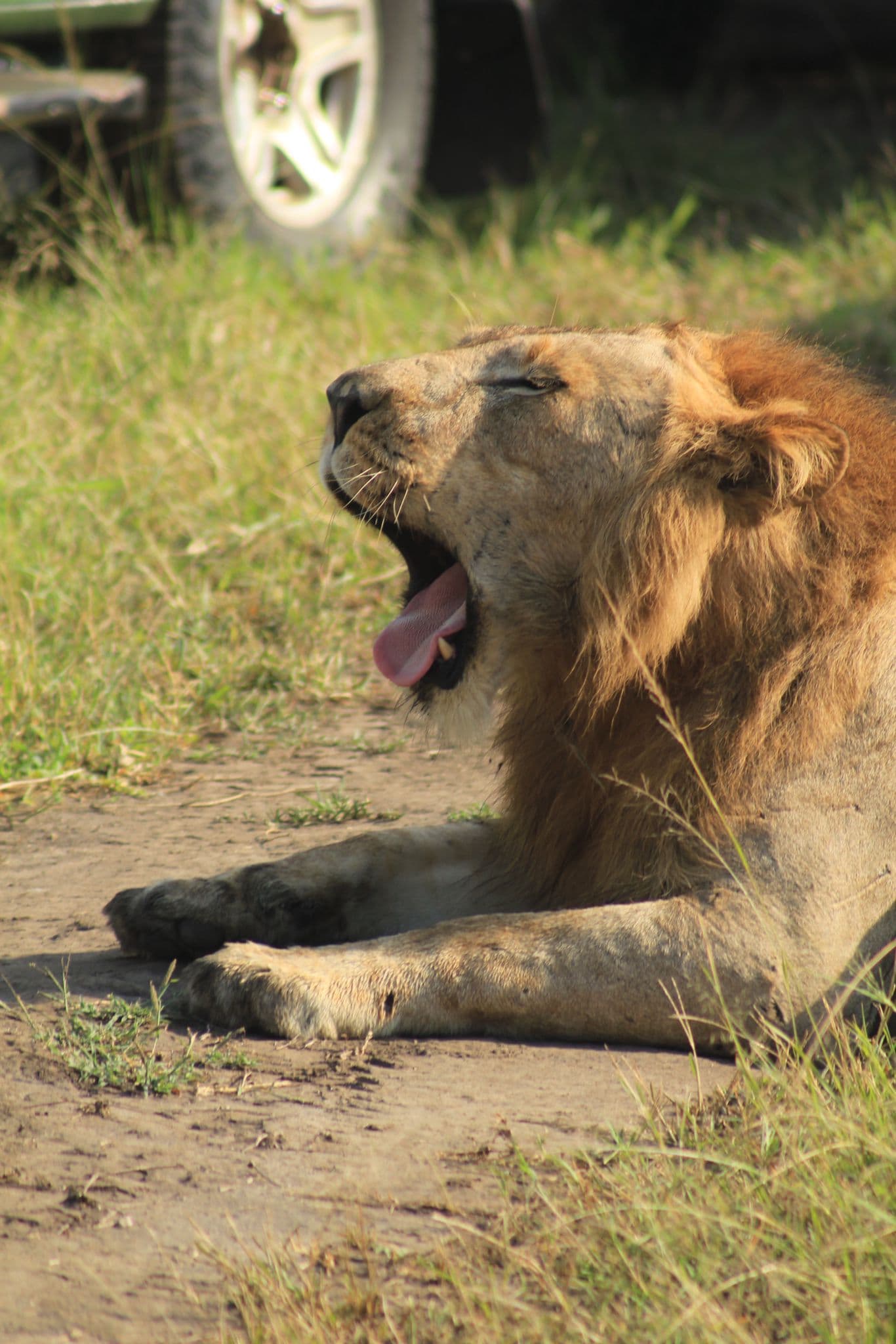 6-Day Uganda Budget Safari & Gorilla Tour