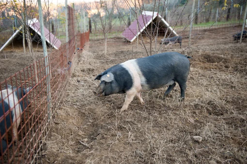 Cinta Senese Tour: discover an authentic Tuscan farmhouse