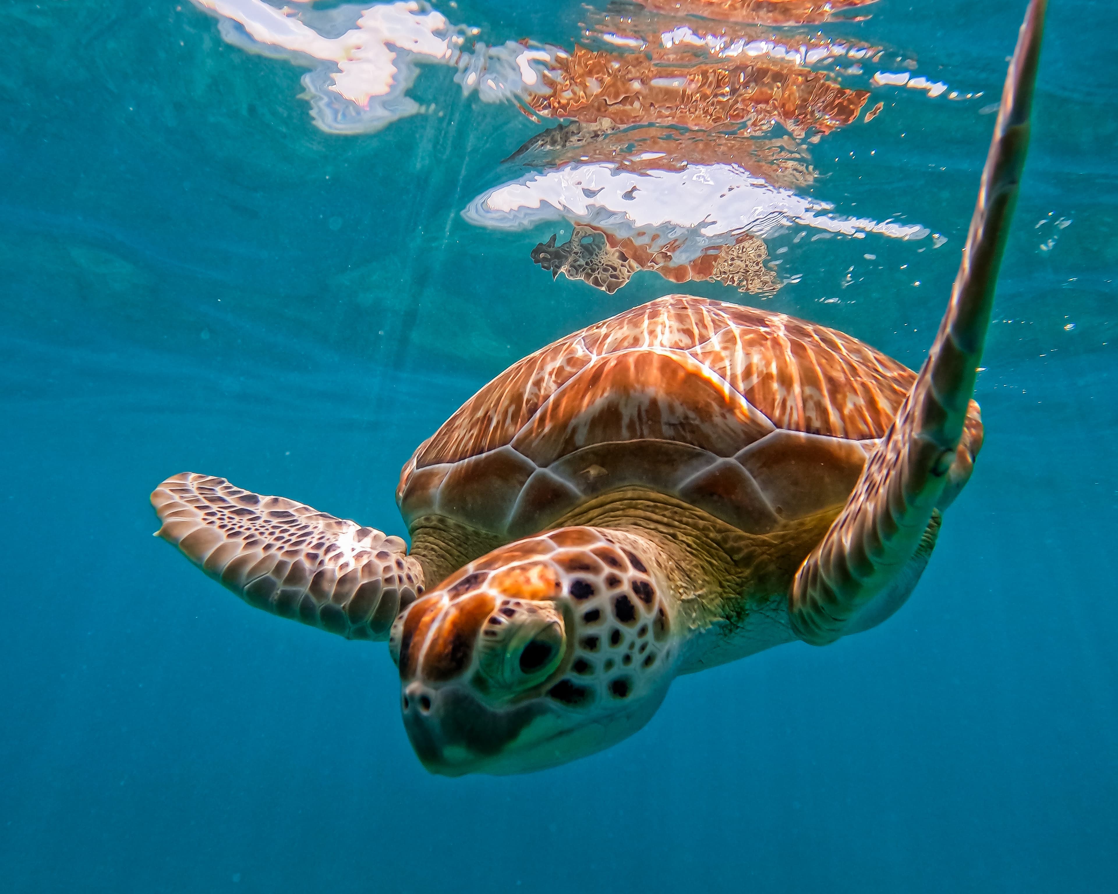2-Hour Snorkeling in Two Spots of Tulum's Reef