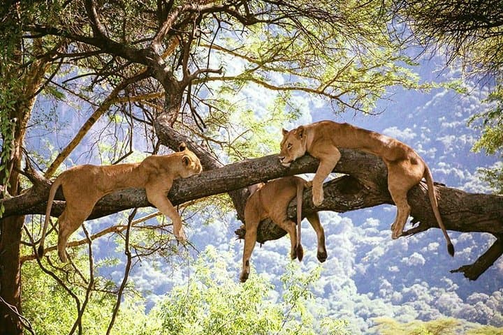 Elephant Special Serengeti & Ngorongoro Crater 5 Days / 4 Nights 