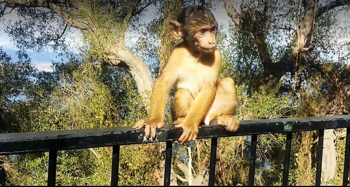 Gibraltar private trip from Costa del Sol