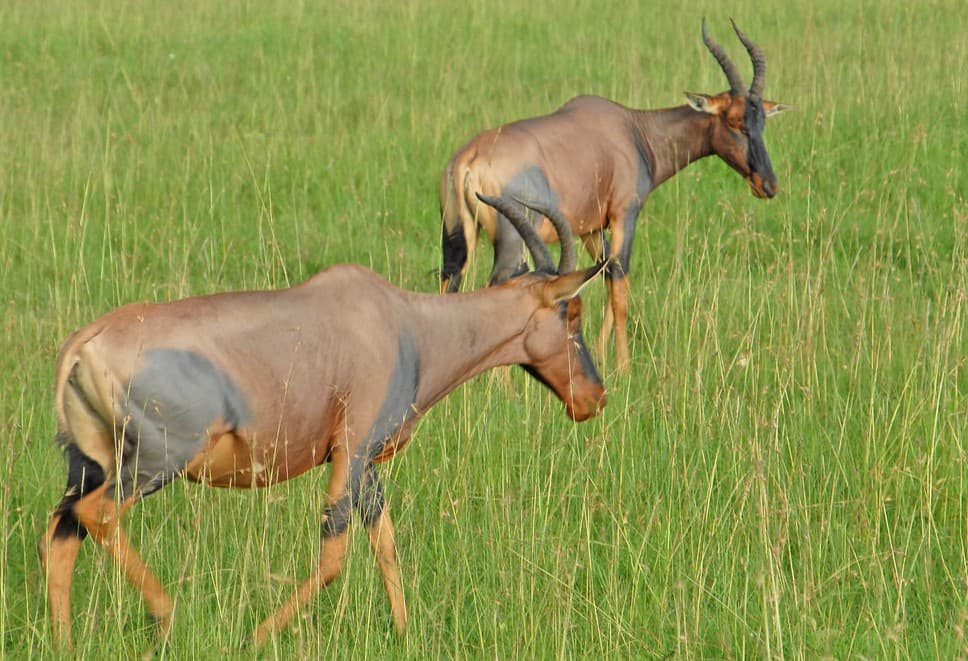 5 Days Luxury Safari