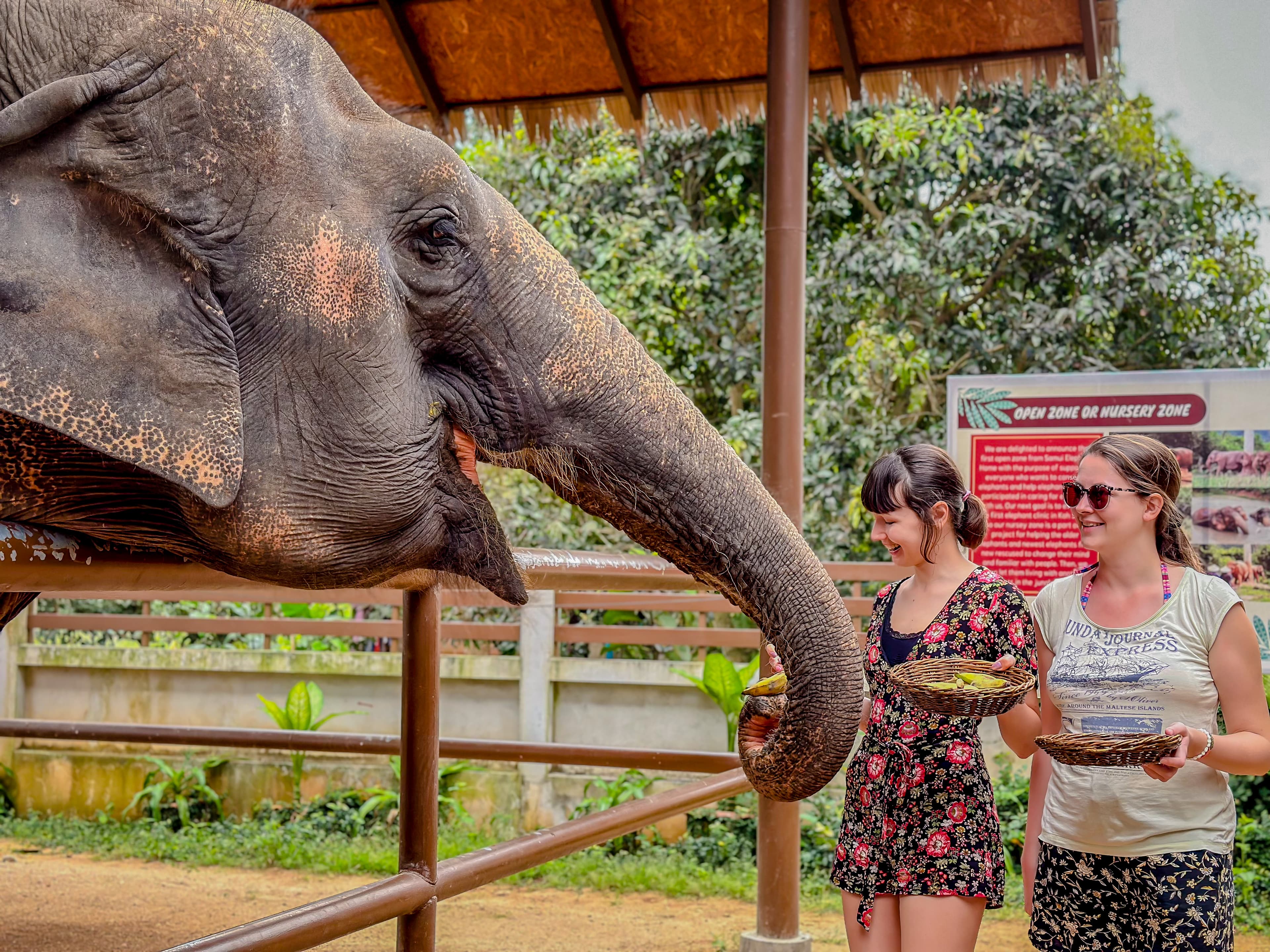 Samui: Feeding Program at the Elephant Home Nursery