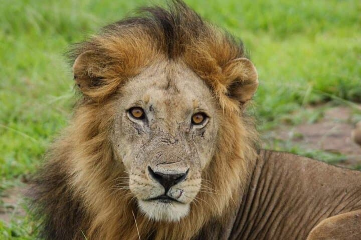 3 Days Mikumi National Park from Dar es salaam or Zanzibar