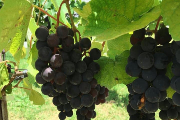 Art Of Wine – Travel Through The So-Called Wine Route Visiting Various Wineries 