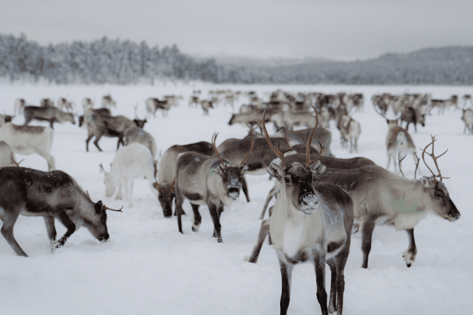 A Day with Reindeer Herders