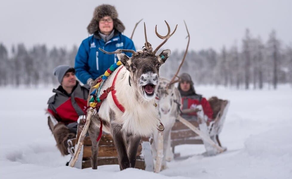 Visit to Reindeer Farm with Short Safari, Rovaniemi
