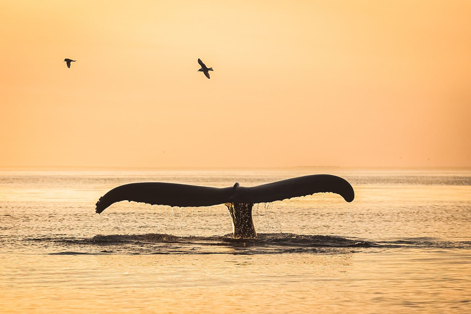 Midnight Sun Whale Watching from Húsavík