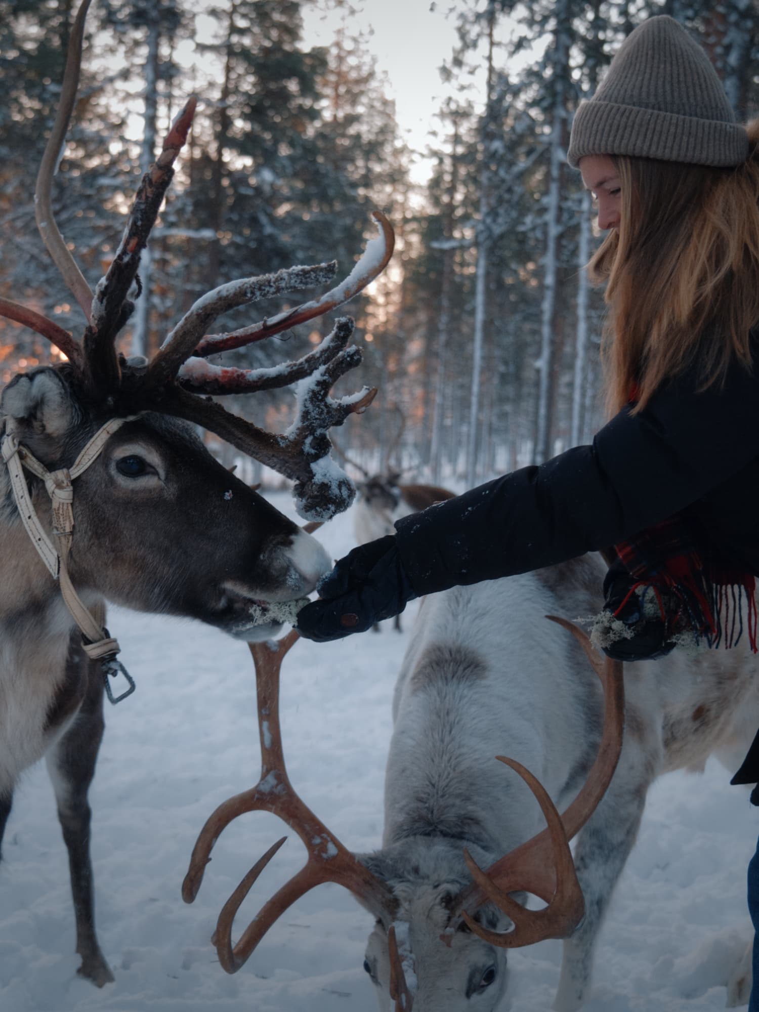 Authentic Reindeer Farm Visit & Feeding Experience with Local Guide in Levi