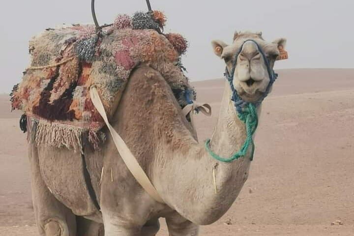 Private Camel Ride in Agafay Desert with Dinner Included 