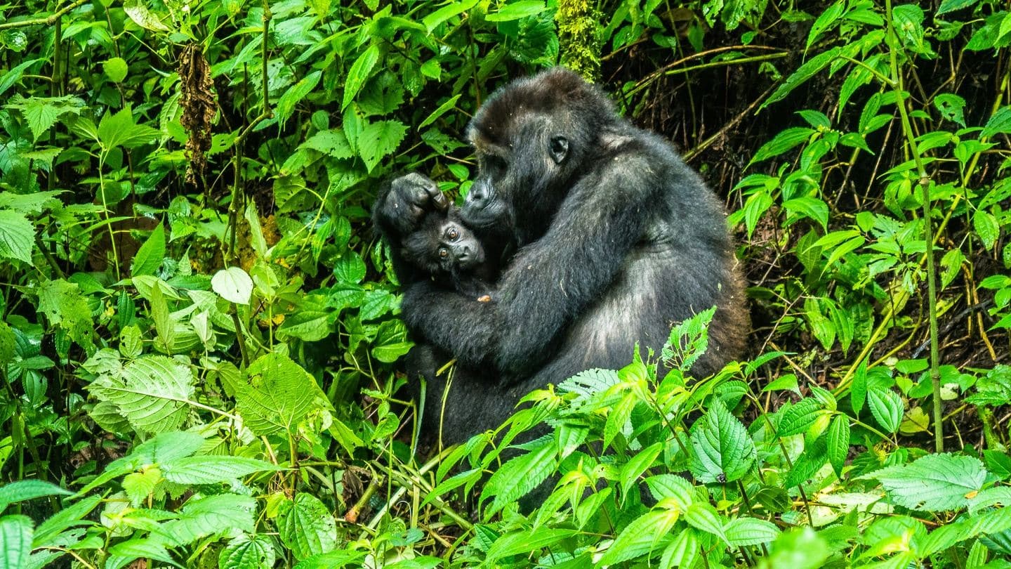 3-Day Low Land Gorillas with a Boat Ride on Lake Kivu