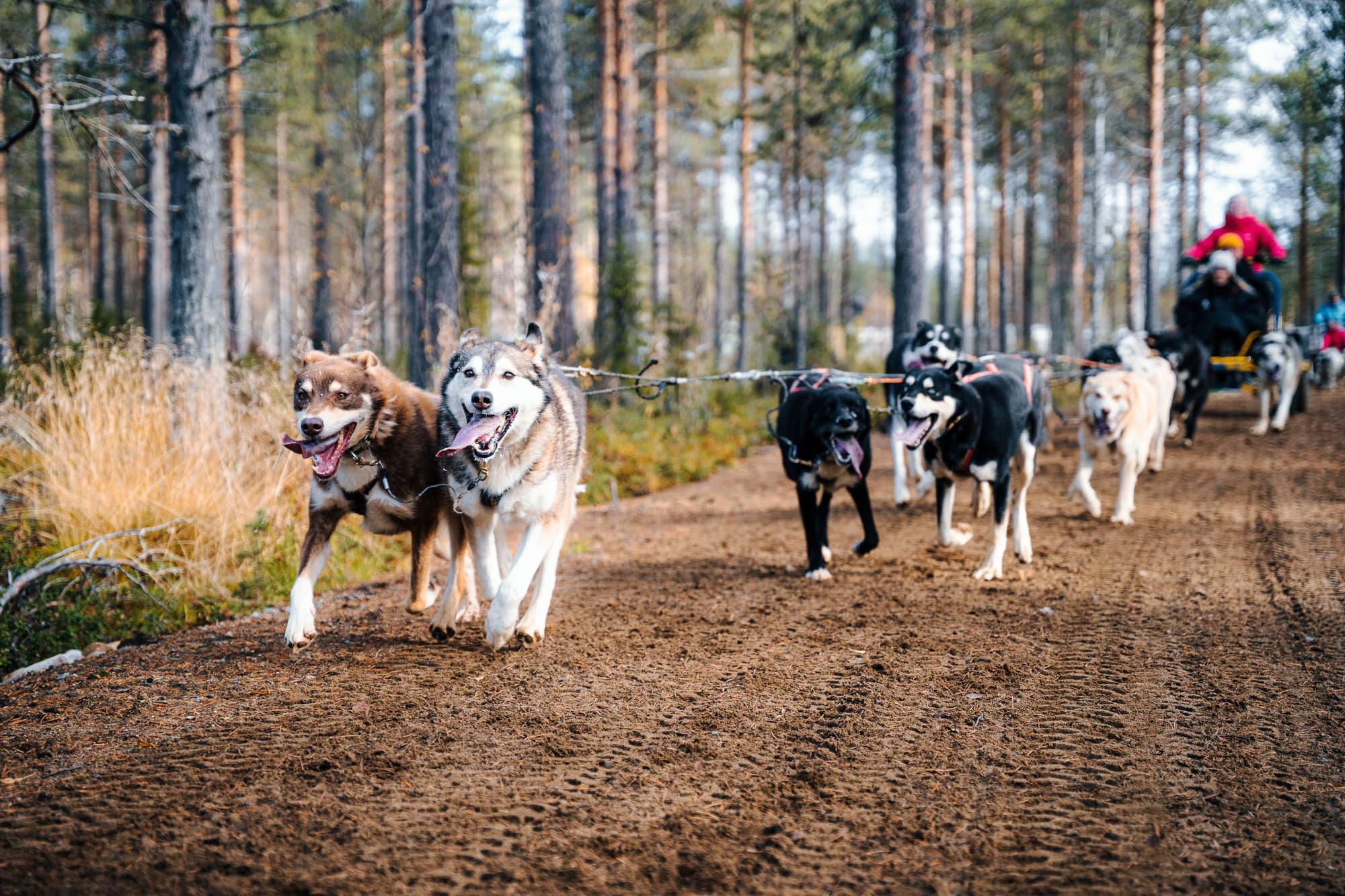 Private - Husky Cart Ride Adventure in Levi (By request)