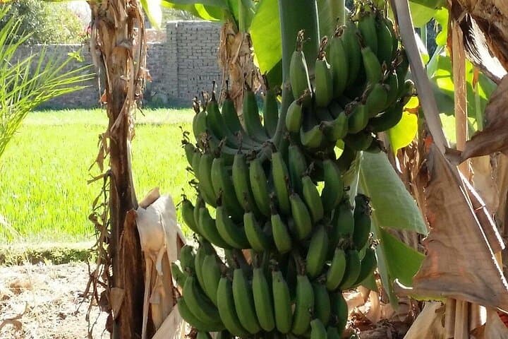 Private Nile River Adventure: Explore Banana Island Luxor