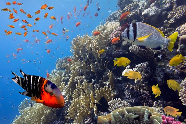 Private Snorkeling Yacht Tour in Cancun and Isla Mujeres