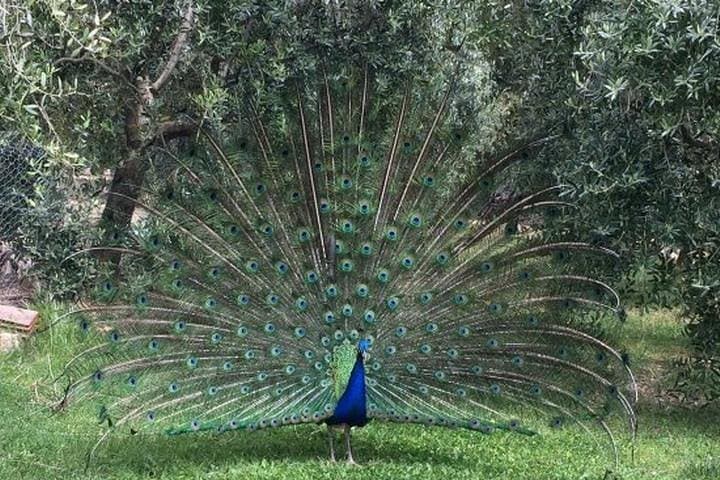 Degustazione di Vini Chianti stop a Castellina e Greve da Firenze
