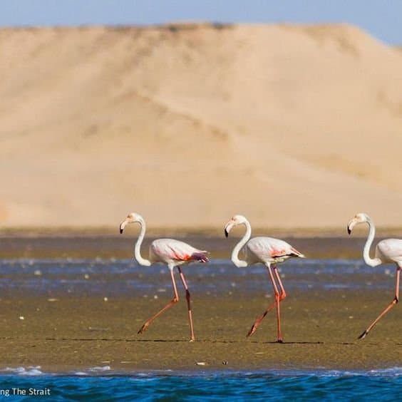 Souss Massa National Park - guided half day tour