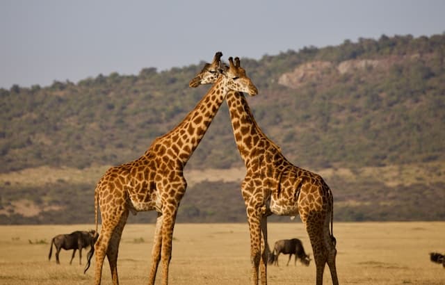 5 Days Serengeti Trail - Tented Camp Luxury Plus Safari