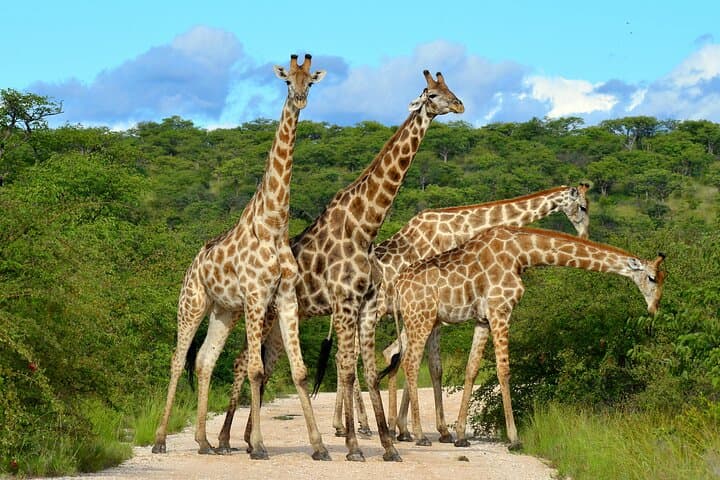  2 Day Tanzania Budget Safari in Tarangire and Ngorongoro 