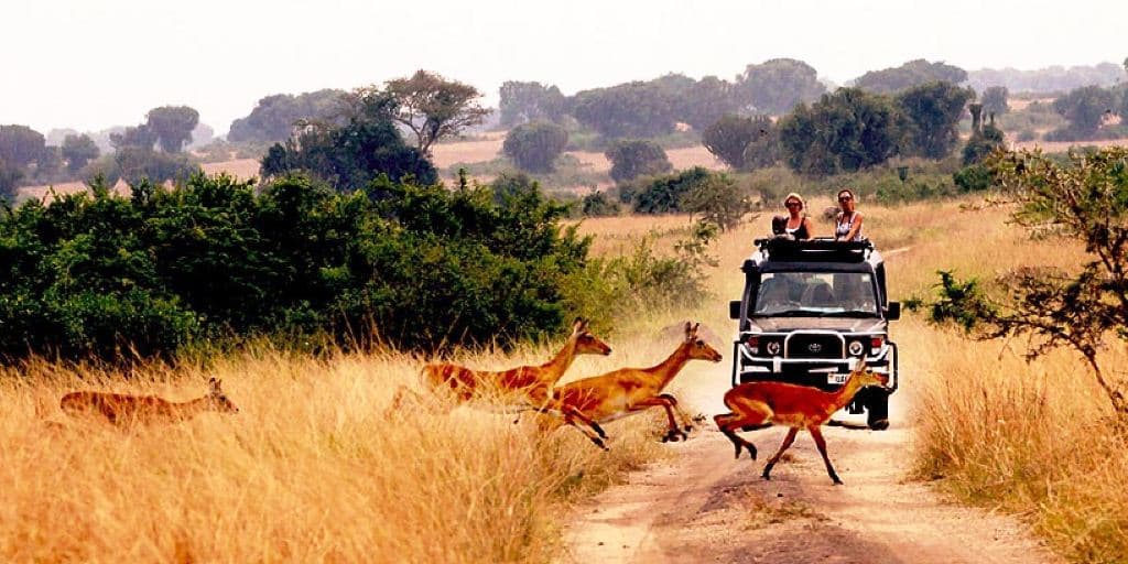 African safaris