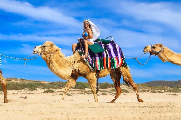 Los Cabos Camel Ride Adventure On The Beach