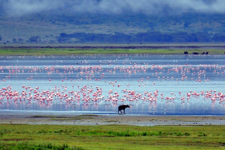 2 Day Budget Tour- Lake Manyara - Ngorongoro Crater from Arusha
