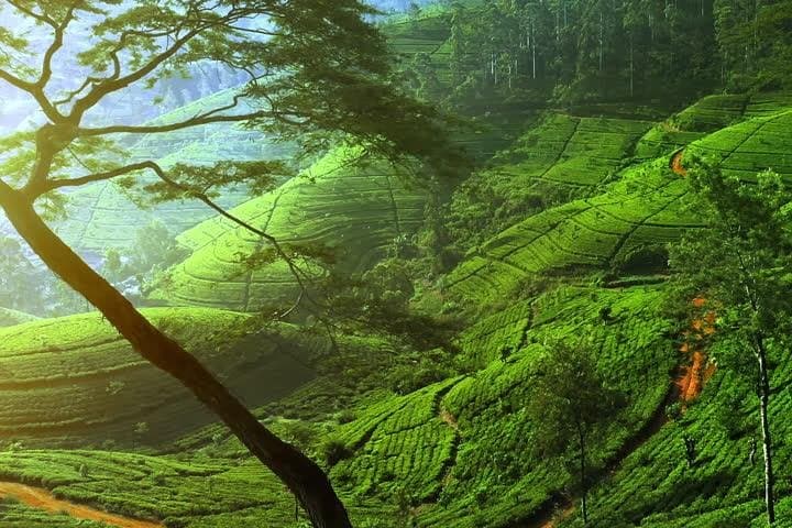 Day Trip to Nuwara Eliya with Kingfisher Tours