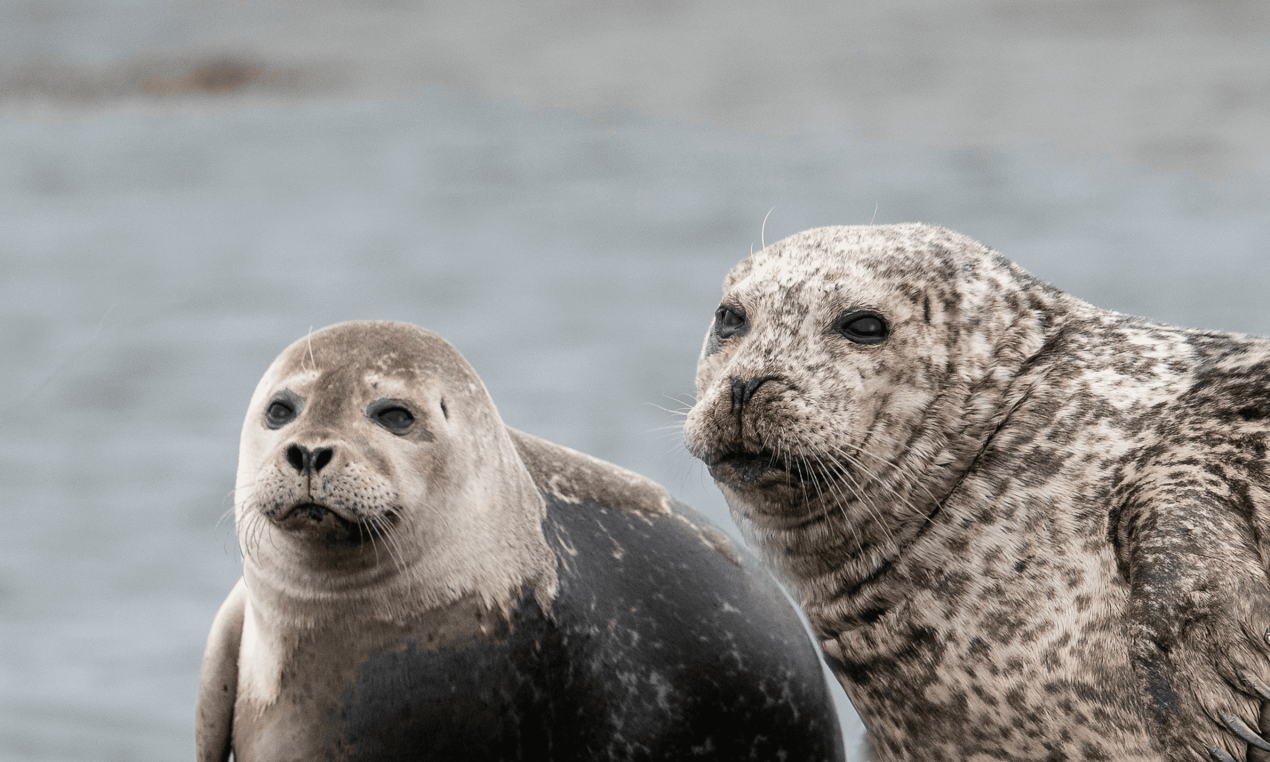 Snæfellsnes Peninsula Prestige Tour: Seal Encounters & Coastal Highlights