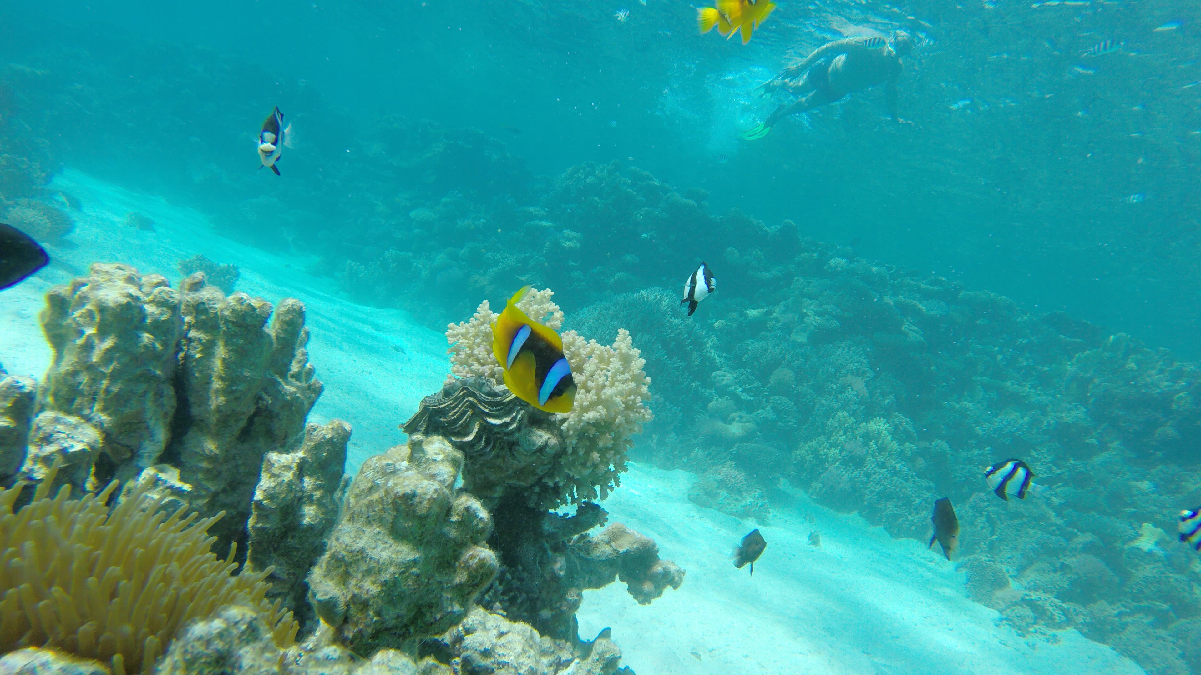 Semi-Submarine with Snorkeling 