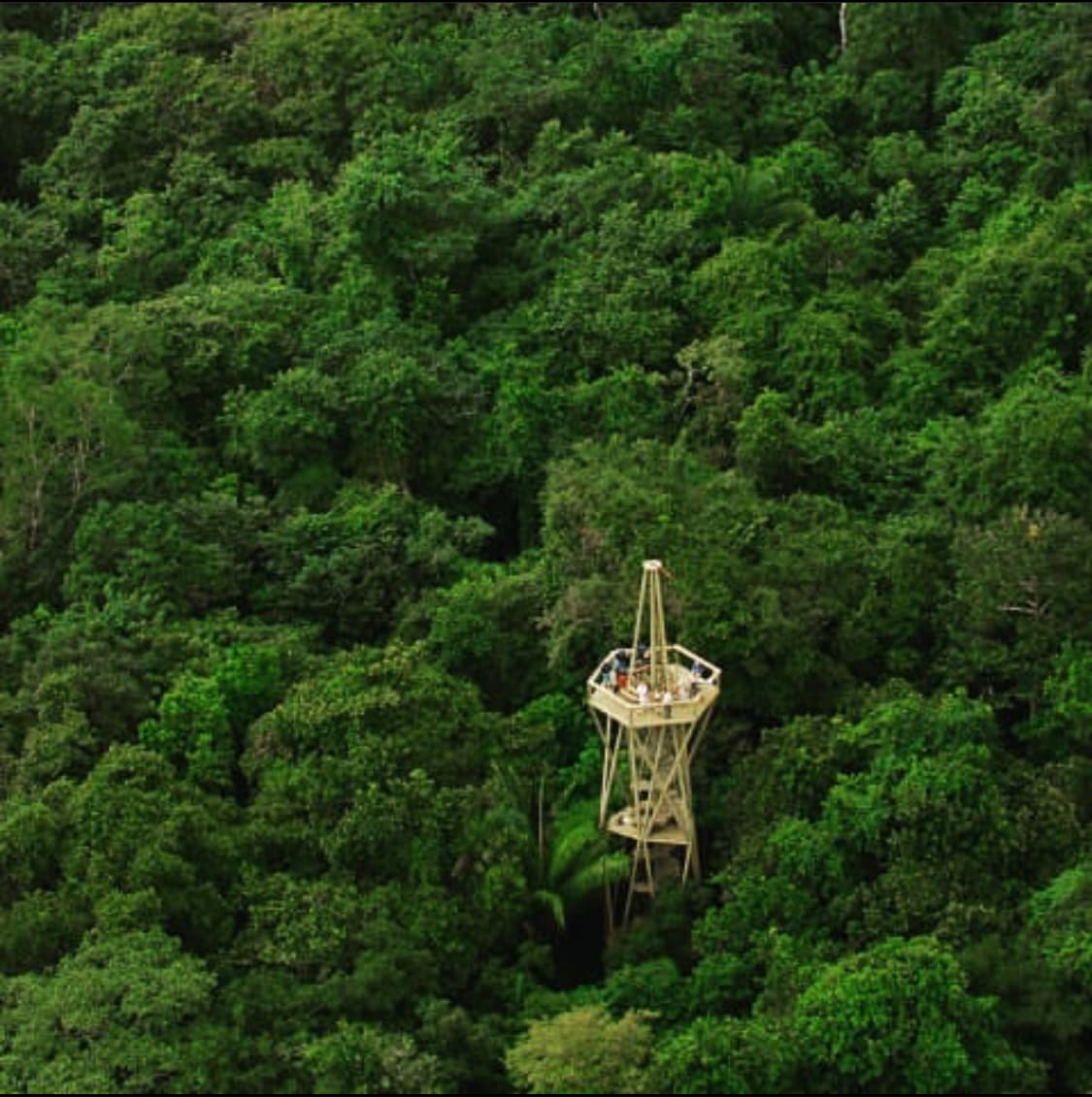 Rainforest Canopy Tower Adventure