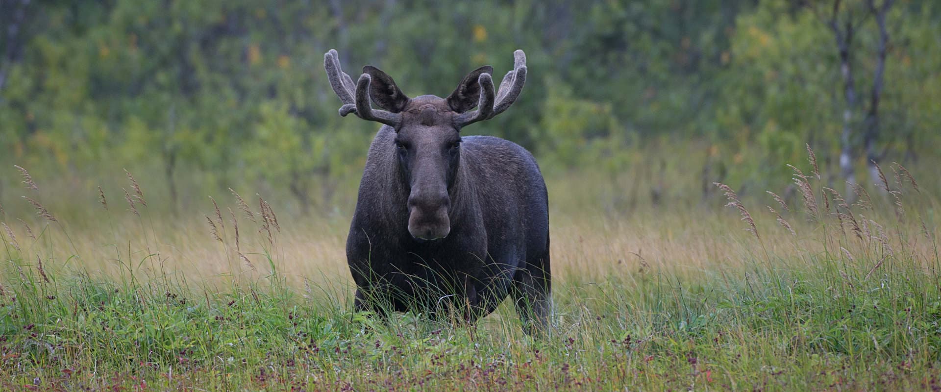 Moose Safari