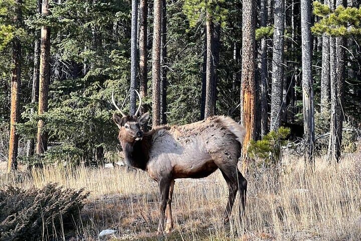 Johnston Canyon Evening Hiking Stroll Through a Serene Canyon