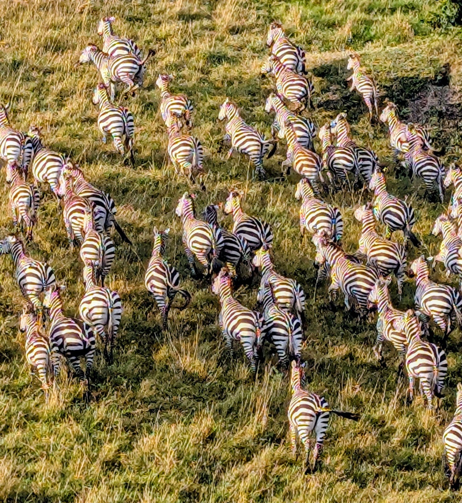 3-Day Famous Masai Mara Budget Camping Safari 