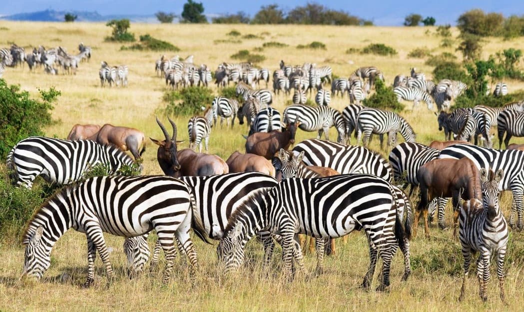 4 Days Masai Mara and Lake Nakuru Safari